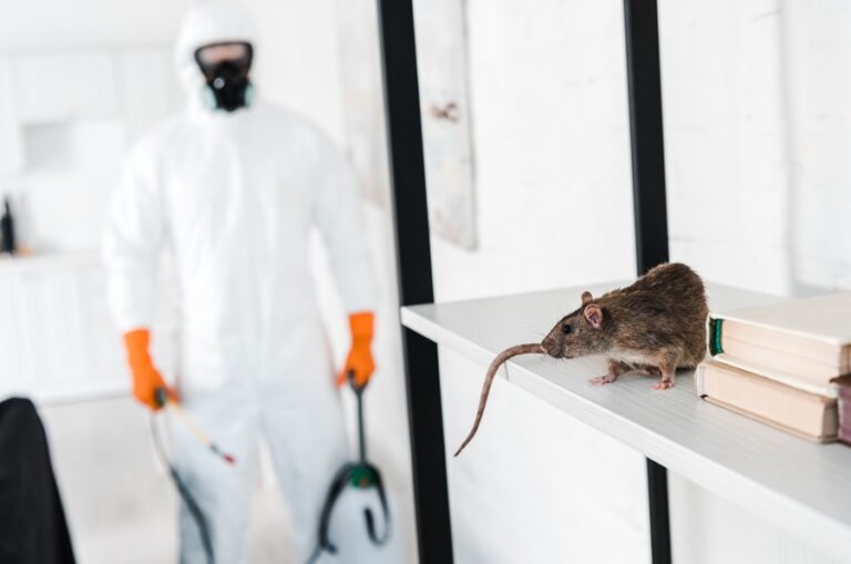 Exterminators in Chelmsford: Protecting Homes with Reliable Pest Control